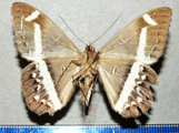 Cyligramma magus